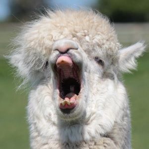 Meet your Posher, Ben